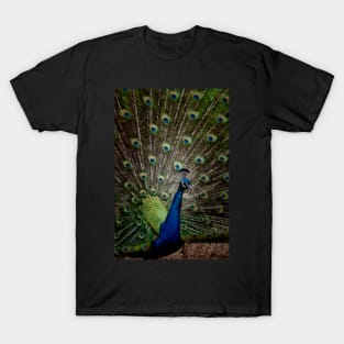 The Peacock T-Shirt